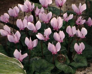 Циклама Neapolitanum